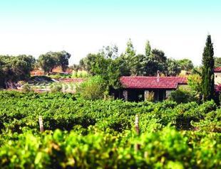 Urla Wine Route perks up as vineyards unite