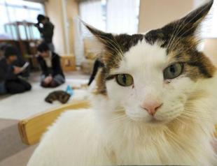 Cats at Japans cat cafes now allowed to stay up till 10
