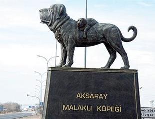 ‘Anatolian lion’ receives promotion