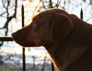 Statue of famous dog killed by hit-and-run driver to be built in Istanbul