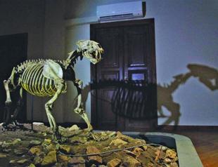 Ancient fossils moving to new museum in Turkey’s Çankırı