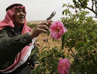 Syria’s famous damask rose withered by war