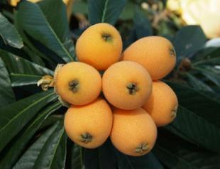 Luscious Loquat
