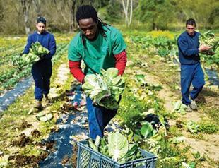 Agriculture key to addressing conflict, climate change risks