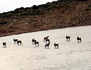Rare goat spotted in eastern Turkey