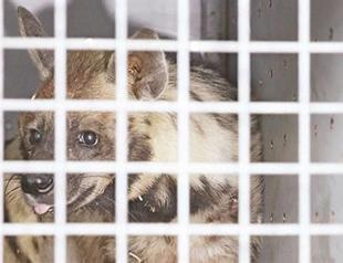 Darıca Zoo celebrates new arrival