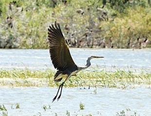 Photographers flock to Nallıhan Bird Paradise
