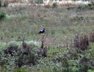 Police officer killed during armed clash in Istanbul