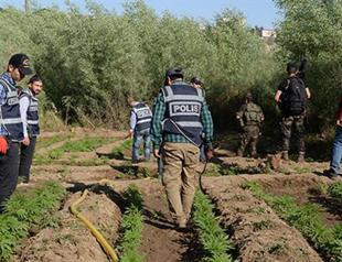 1 million cannabis roots found in Diyarbakır’s Sur