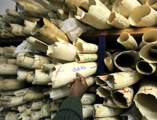 Illegal poaching, logging and mining ‘worth up to $258 billion’