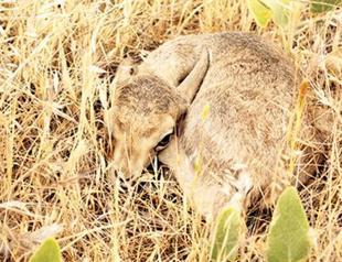 Şanlıurfa welcomes baby gazelles