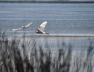 Bird sanctuary in Turkey’s north enters World Heritage Provisional List