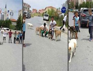 Turkish children hide stray dogs from municipal police