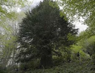 Oldest yew tree found in Turkey’s north