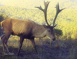 Red deer skeleton found in Turkeys Van