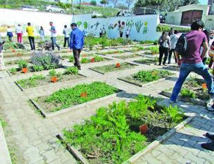 Alaçatı herb festival boosts Aegean hopes before ‘black summer’
