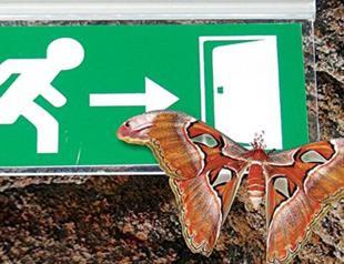 World’s largest butterfly amazes in Konya