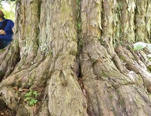 Four-millennium-old yew in Turkeys north set for protection