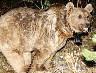 World’s first migrant bears in Turkey’s Sarıkamış