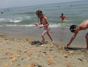 Scores of starfish wash ashore in Turkey’s northwest