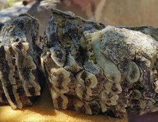 Mammoth fossil found in Turkeys Konya