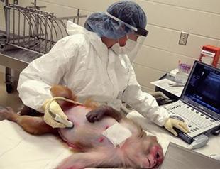 Zika vaccines prove protective in mice; monkey study shows promise