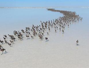 Lake in Central Anataolia becomes incubator for flamingos once again