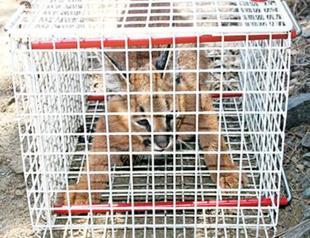 Caracal set free after treatment in Turkeys west