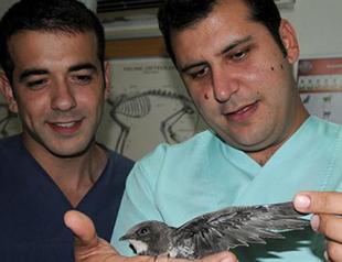 Local vet treats animals after massive Antalya fire