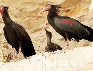 Bald ibises prevented from migrating