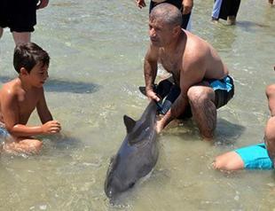 Injured baby dolphin ‘seeks help’ from Turkish beachgoers