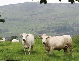 Turkey opens huge tender to import 100,000 heads of cattle