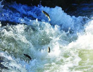 Pearl mullets’ journey begins in Turkeys Van