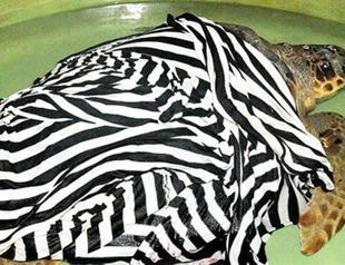 Wounded caretta carettas receive treatment in Turkeys Çanakkale