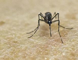 WHO warns of risk of marked increase in Zika cases