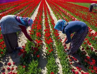 Tulips grow with women’s touch in central Turkey
