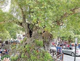 Hatay’s Moses Tree draws huge interest
