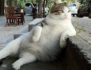 Istanbul’s phenomenal cat Tombili dies