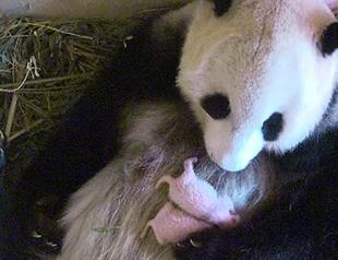 Giant panda produces twins at Vienna Zoo