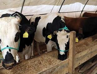 Turkey to import 5 tons of frozen meat from EU