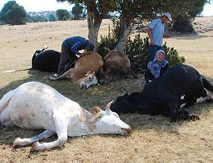 Support pours in for devastated elderly couple whose cows were struck by lightning in Turkey