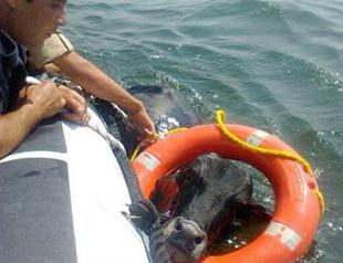 Cow found adrift in sea saved in Turkey’s west