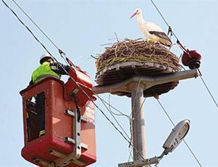 Energy company set to launch 500 bird rest platforms in Istanbul