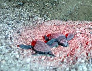 Turtles reach sea in Turkey’s Marmaris