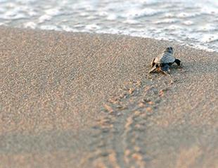 Love caretta carettas, but from a distance: Academic