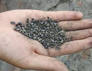 Ancient seeds to be resurrected