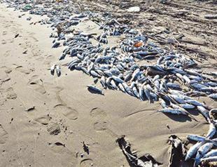 Thousands of dead fish wash ashore in Turkey’s south