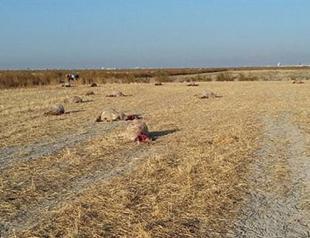 Over 40 sheep dead after poisoning in central Turkey
