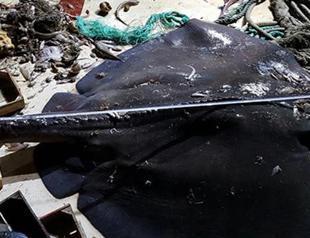 Scientists find giant thornback off Turkey’s Çeşme