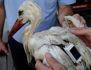 Stork with GPS shot in Turkey